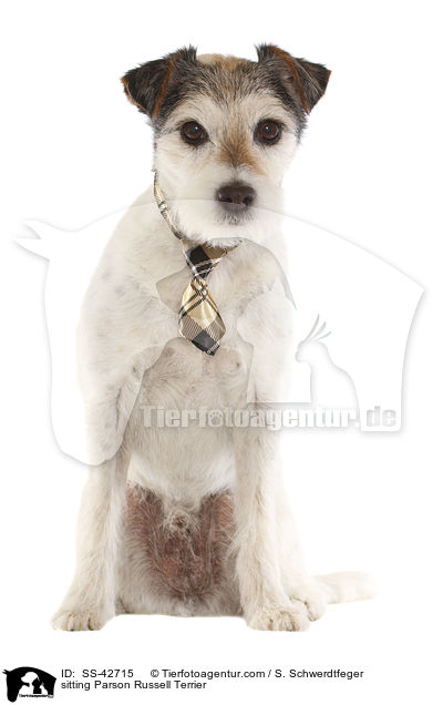sitzender Parson Russell Terrier / sitting Parson Russell Terrier / SS-42715