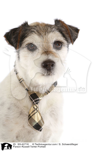Parson Russell Terrier Portrait / Parson Russell Terrier Portrait / SS-42716
