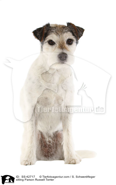 sitzender Parson Russell Terrier / sitting Parson Russell Terrier / SS-42717