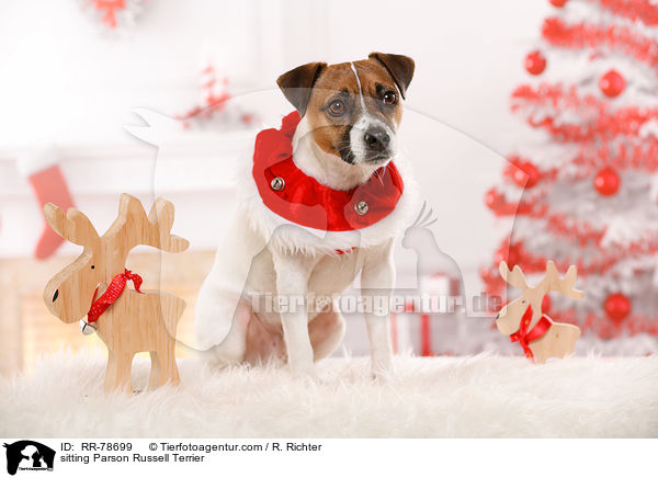sitzender Parson Russell Terrier / sitting Parson Russell Terrier / RR-78699
