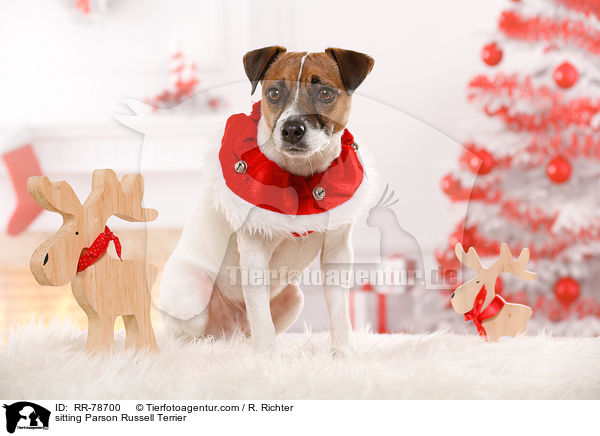 sitzender Parson Russell Terrier / sitting Parson Russell Terrier / RR-78700