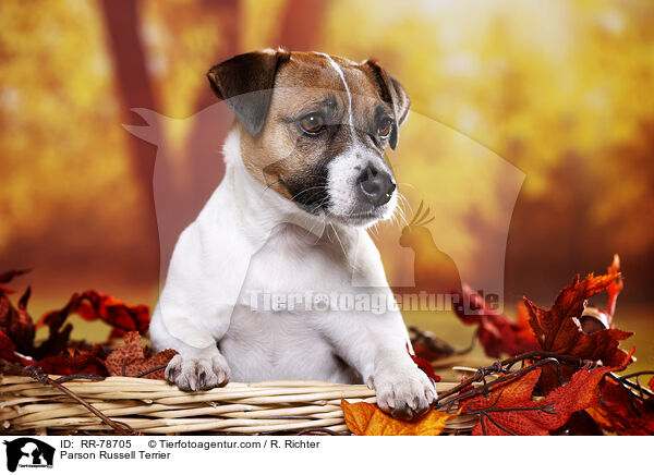 Parson Russell Terrier / RR-78705