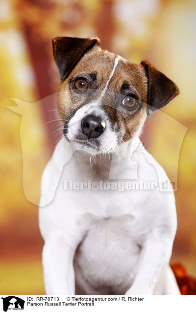 Parson Russell Terrier Portrait / RR-78713
