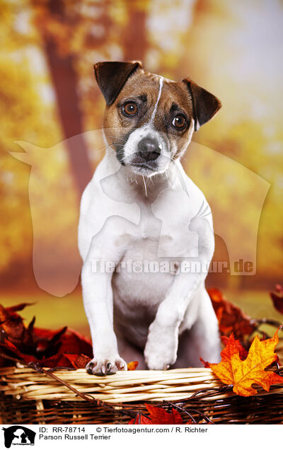 Parson Russell Terrier / RR-78714