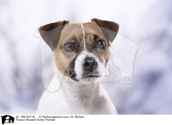 Parson Russell Terrier Portrait / RR-78719