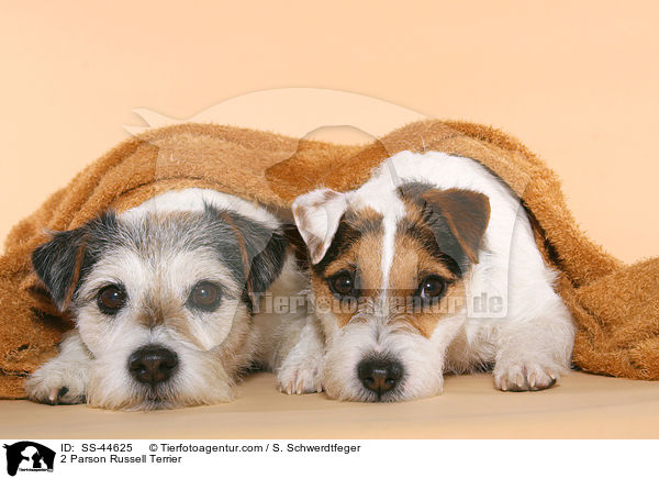 2 Parson Russell Terrier / 2 Parson Russell Terrier / SS-44625
