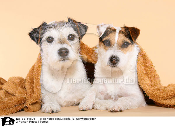 2 Parson Russell Terrier / 2 Parson Russell Terrier / SS-44626
