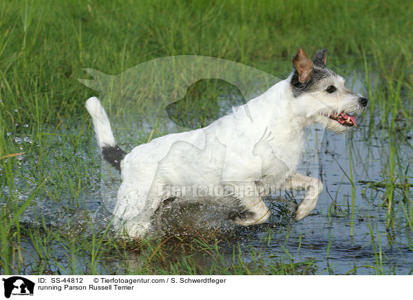 rennender Parson Russell Terrier / running Parson Russell Terrier / SS-44812