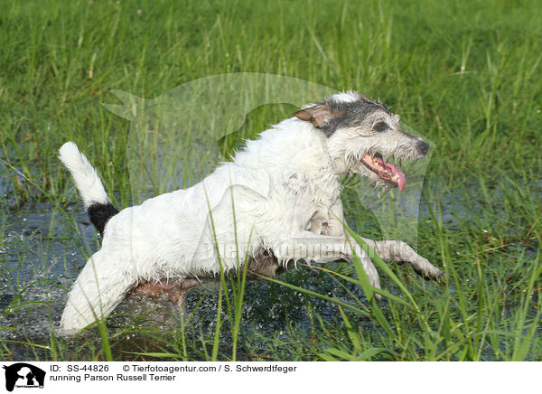 rennender Parson Russell Terrier / running Parson Russell Terrier / SS-44826
