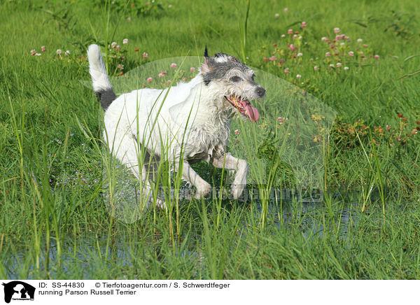 rennender Parson Russell Terrier / running Parson Russell Terrier / SS-44830