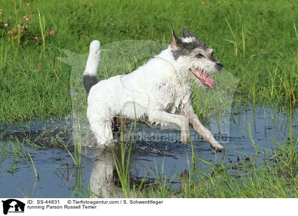 rennender Parson Russell Terrier / running Parson Russell Terrier / SS-44831