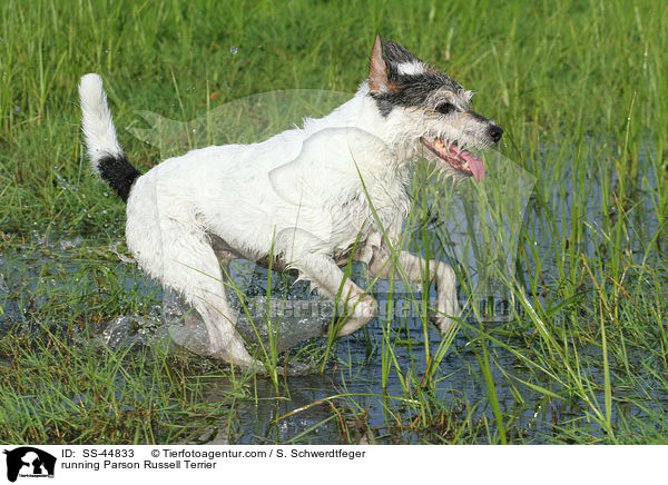 rennender Parson Russell Terrier / running Parson Russell Terrier / SS-44833