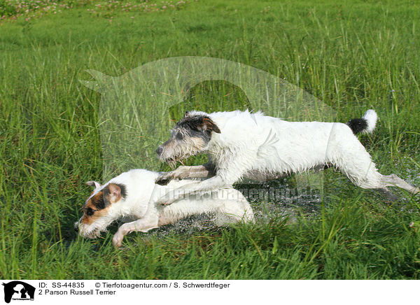 2 Parson Russell Terrier / 2 Parson Russell Terrier / SS-44835