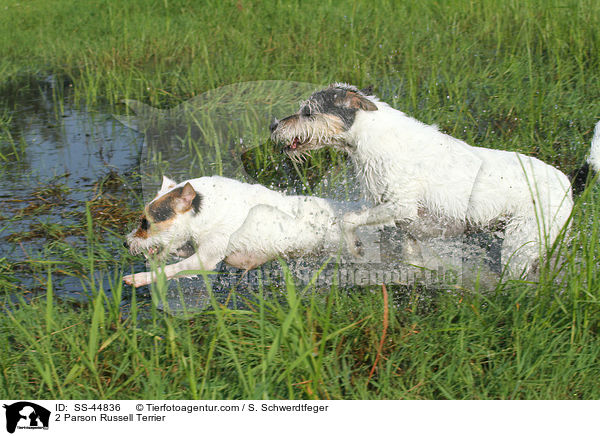 2 Parson Russell Terrier / 2 Parson Russell Terrier / SS-44836