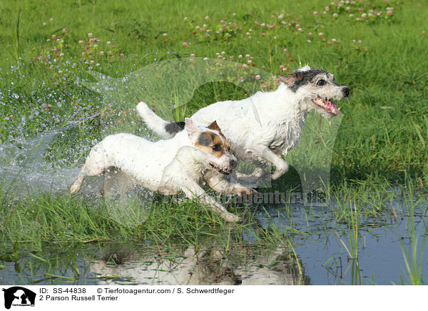 2 Parson Russell Terrier / 2 Parson Russell Terrier / SS-44838