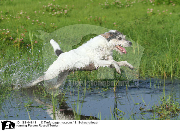 rennender Parson Russell Terrier / running Parson Russell Terrier / SS-44843