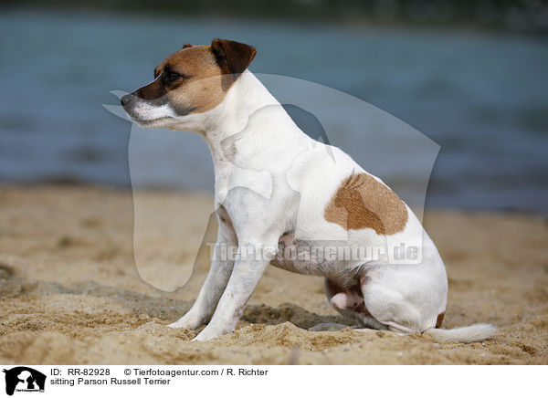 sitting Parson Russell Terrier / RR-82928