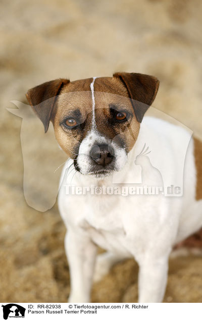 Parson Russell Terrier Portrait / RR-82938