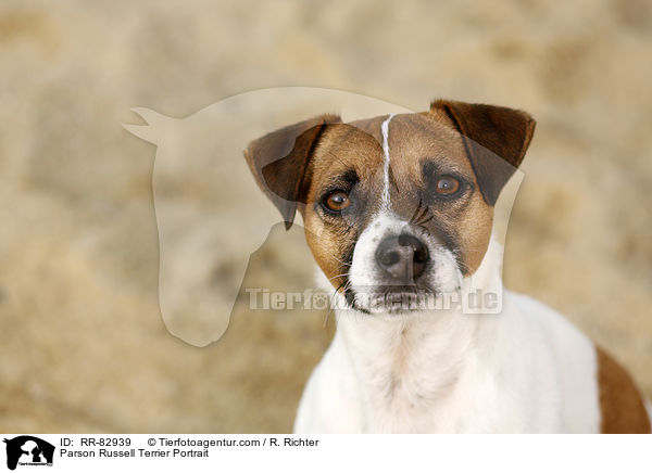 Parson Russell Terrier Portrait / RR-82939