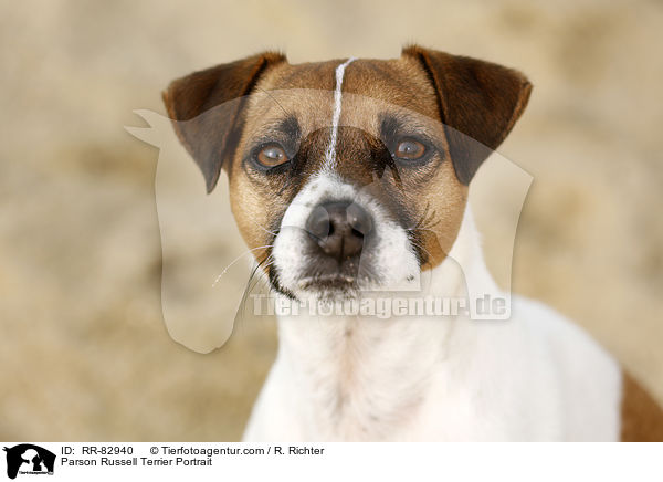 Parson Russell Terrier Portrait / RR-82940