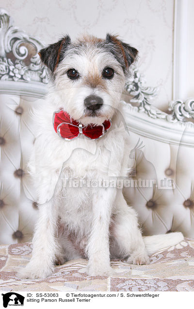 sitzender Parson Russell Terrier / sitting Parson Russell Terrier / SS-53063