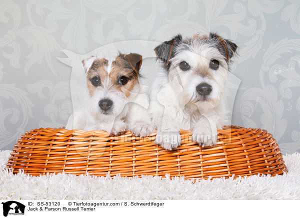 Jack & Parson Russell Terrier / Jack & Parson Russell Terrier / SS-53120