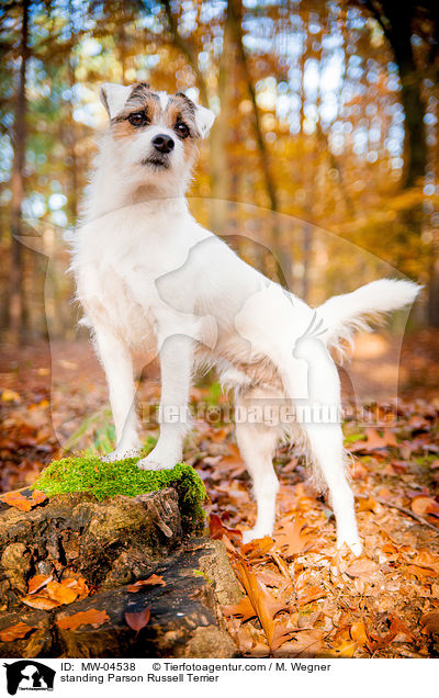 standing Parson Russell Terrier / MW-04538