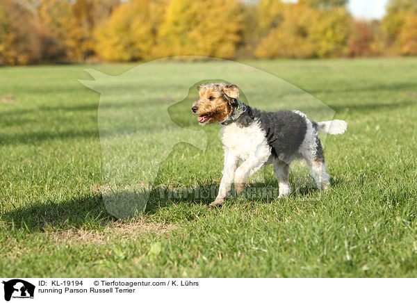 running Parson Russell Terrier / KL-19194
