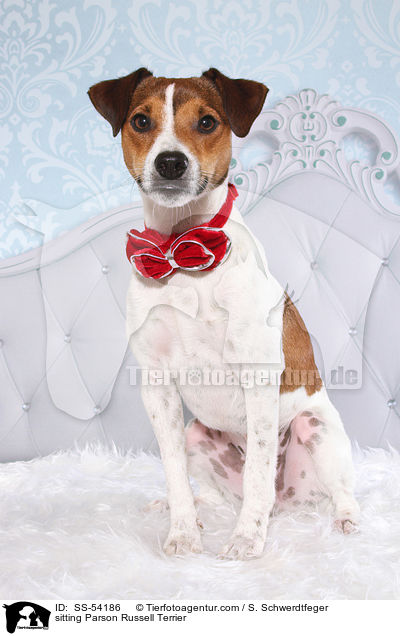 sitting Parson Russell Terrier / SS-54186