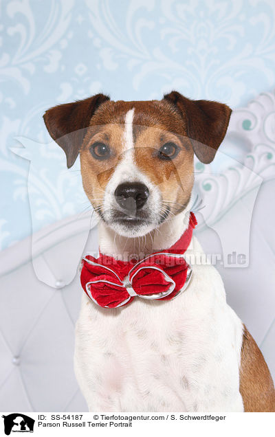 Parson Russell Terrier Portrait / Parson Russell Terrier Portrait / SS-54187