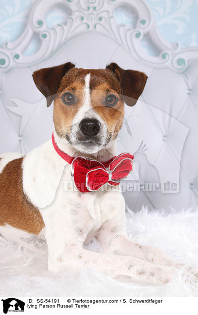 lying Parson Russell Terrier / SS-54191