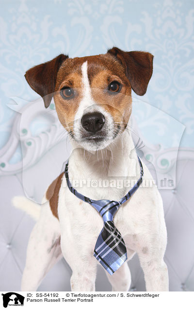 Parson Russell Terrier Portrait / Parson Russell Terrier Portrait / SS-54192