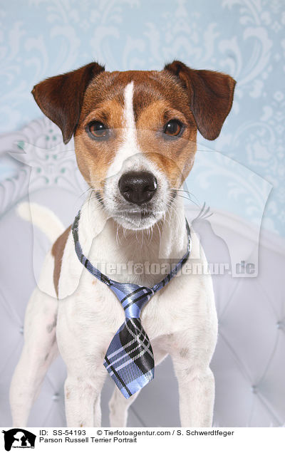Parson Russell Terrier Portrait / Parson Russell Terrier Portrait / SS-54193