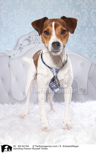 standing Parson Russell Terrier / SS-54194