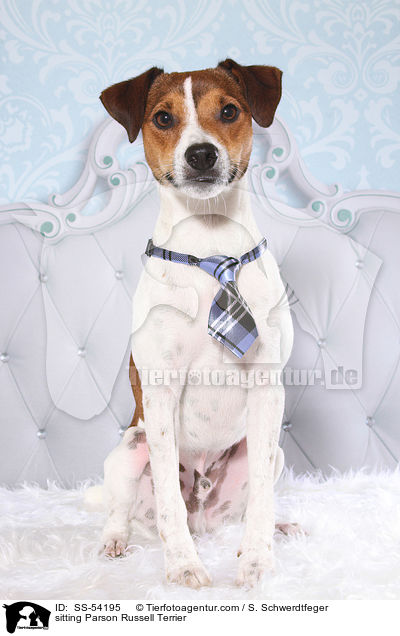 sitzender Parson Russell Terrier / sitting Parson Russell Terrier / SS-54195