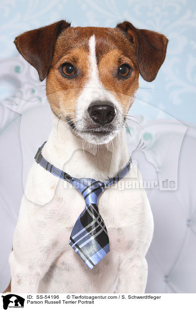 Parson Russell Terrier Portrait / Parson Russell Terrier Portrait / SS-54196