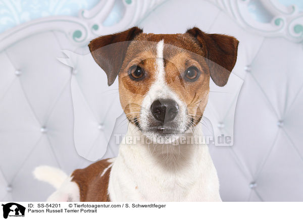 Parson Russell Terrier Portrait / SS-54201