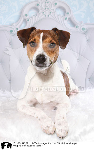lying Parson Russell Terrier / SS-54202