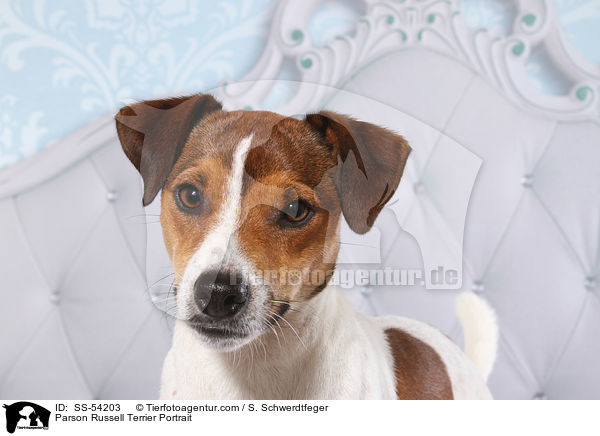 Parson Russell Terrier Portrait / SS-54203