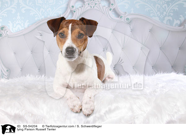 lying Parson Russell Terrier / SS-54204