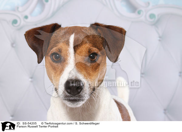 Parson Russell Terrier Portrait / SS-54205