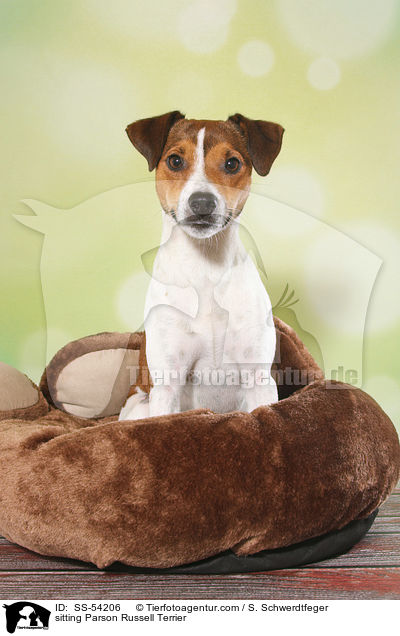 sitting Parson Russell Terrier / SS-54206