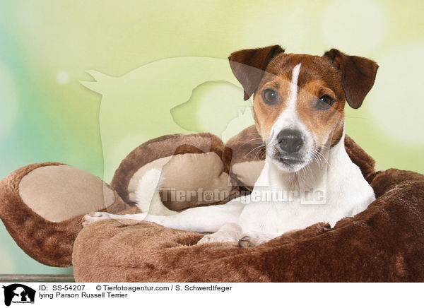 lying Parson Russell Terrier / SS-54207