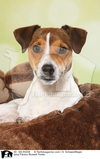 lying Parson Russell Terrier / SS-54208