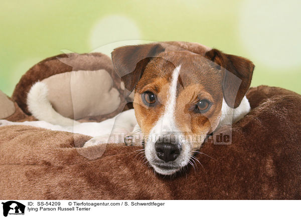 lying Parson Russell Terrier / SS-54209