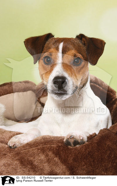 lying Parson Russell Terrier / SS-54210