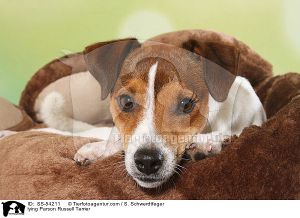 lying Parson Russell Terrier / SS-54211