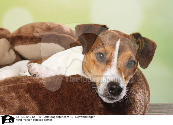 lying Parson Russell Terrier / SS-54212