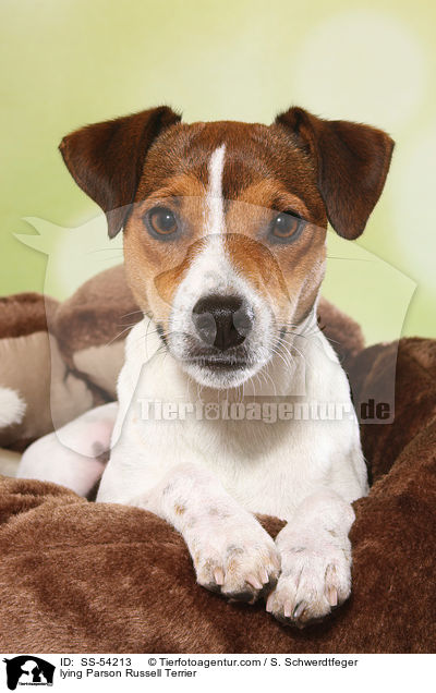 lying Parson Russell Terrier / SS-54213