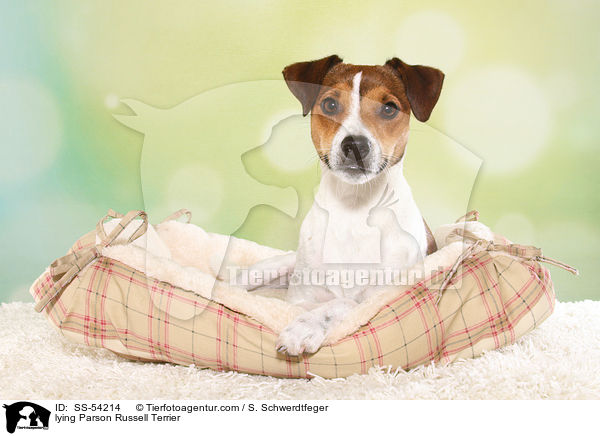 lying Parson Russell Terrier / SS-54214